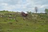 Filename=DSC_6902.JPG
Filesize=732KiB
Dimensions=1700x1130
Date added=May 22, 2022 DSC_6902.JPG